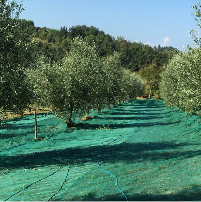 Telo Telone Rete Antispina per raccolta Olive con Angoli Rinforzati e Bordo con occhielli per Frutta Secca Noci Mandorle